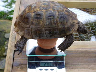 Spur Thighed Tortoise Size Chart